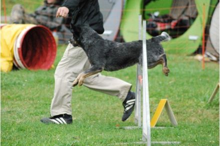 Int.Ch. Agent I-Point Wild Mosquitos