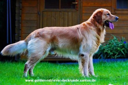 Golden-Retriever-Deckrüde Niedersachsen Xantos of