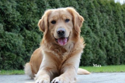 Golden-Retriever-Deckrüde Niedersachsen Xantos of