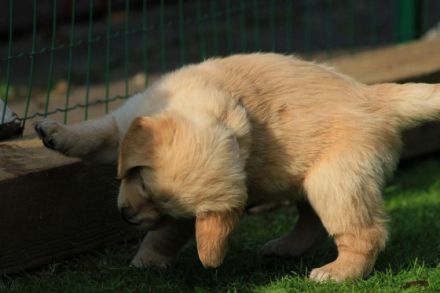 Golden-Retriever-Deckrüde Niedersachsen Xantos of