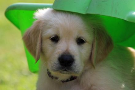 Golden-Retriever-Deckrüde Niedersachsen Xantos of