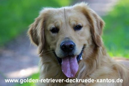 Golden-Retriever-Deckrüde Niedersachsen Xantos of