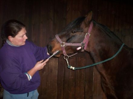 Zahnkorrektur bei Pferden Jutta Biermann