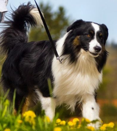 Toby von der Lerchenmühle