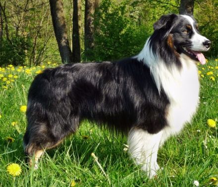 Toby von der Lerchenmühle