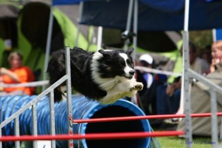 Toby von der Lerchenmühle