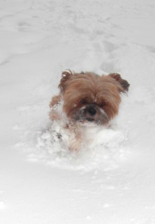 Hundepension- und Salon CIBA