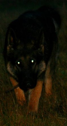 Hundepension- und Salon CIBA