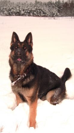 Hundepension- und Salon CIBA