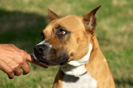 Hundeverhaltenstherapie /-training