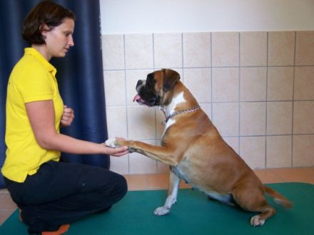 Tiertherapie Halle Carina Zollweg