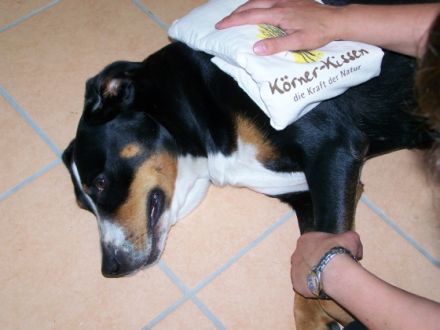 Tiertherapie Halle Carina Zollweg