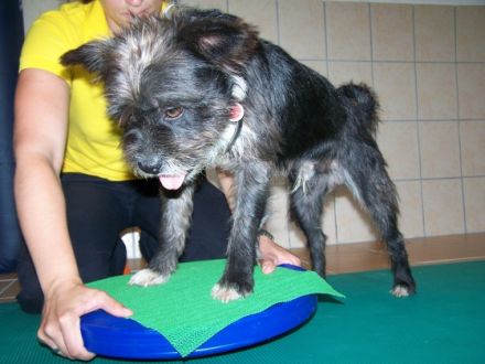 Tiertherapie Halle Carina Zollweg