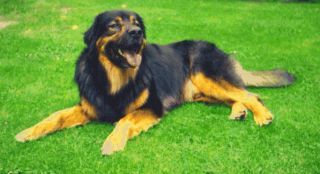 Mobile Tierheilpraxis Katharina Keane