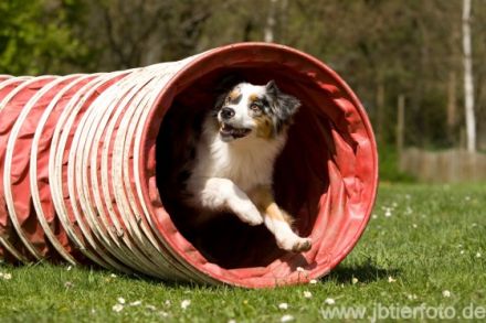 Tier Physio Therapie  -  physio4pets.com - Gerlinde Putzke