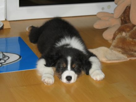 Markgraefler Sunshine