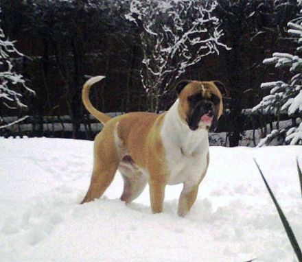 Northside´s Charly Brown