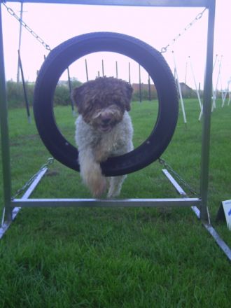 dogelements® - Die Hundeschule