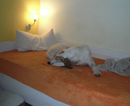 hundepension - hunde árt