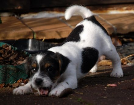 von der Wanheimer-Russellbande