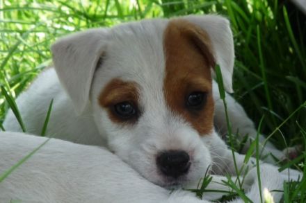 von der Wanheimer-Russellbande