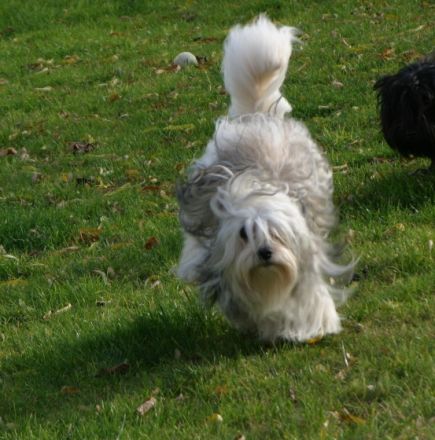 Aragorn von der Wolfspfote