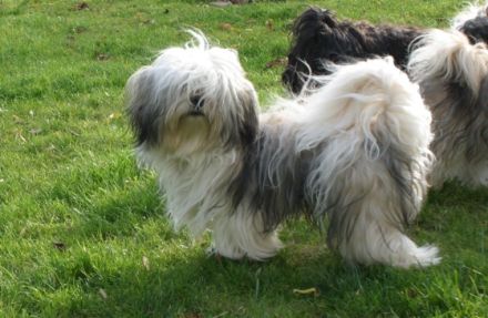 Aragorn von der Wolfspfote