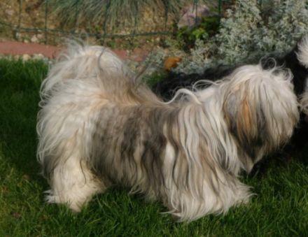 Aragorn von der Wolfspfote