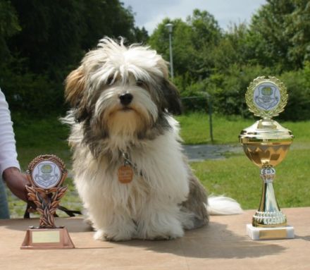 Aragorn von der Wolfspfote