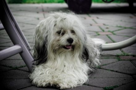 Aragorn von der Wolfspfote