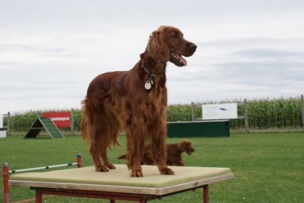 The Red  Pride of Kylemore