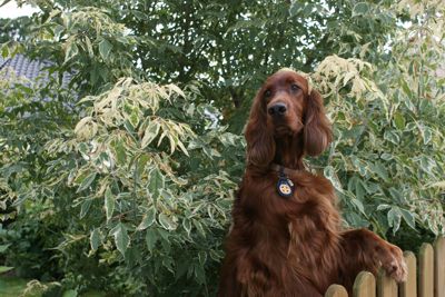 The Red  Pride of Kylemore