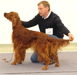 The Red  Pride of Kylemore