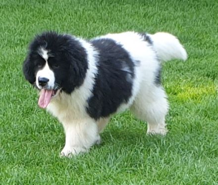 vom Störtebeker Siel