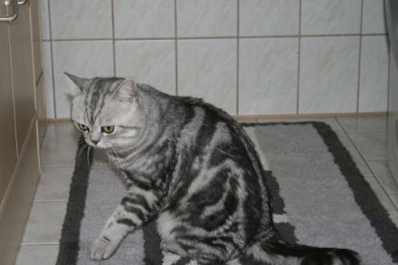 InCh.Aston Geschenk des Lebens7 Baden Württemberg