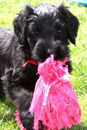 DES Nobliaux Moustachus