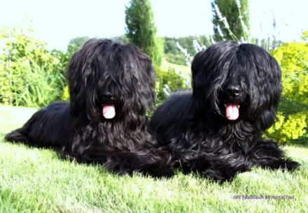 DES Nobliaux Moustachus