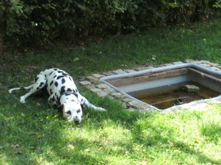 Der Hundegarten-Hoffmeier