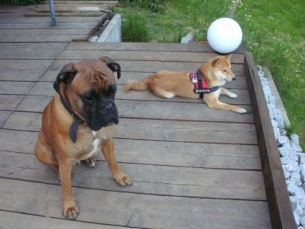 Der Hundegarten-Hoffmeier