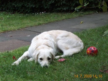 Der Hundegarten-Hoffmeier