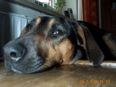 Der Hundegarten-Hoffmeier