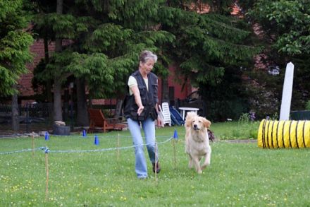 CanisAmare / Naturtraining für Mensch & Hund