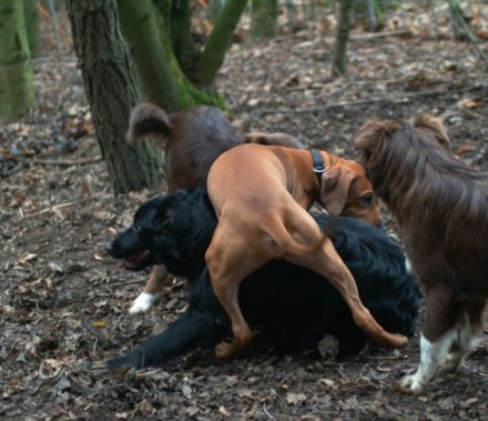 Aussies & Friends- Hundepension Marburg
