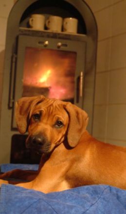 Aussies & Friends- Hundepension Marburg