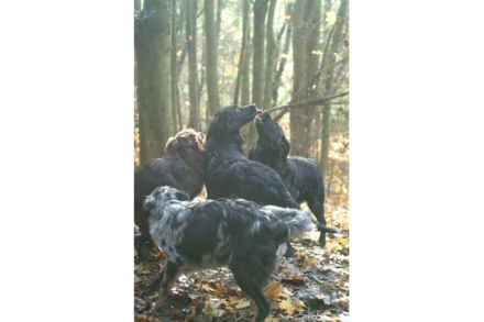 Aussies & Friends- Hundepension Marburg