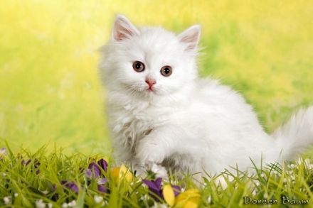 of Sparkling Diamant