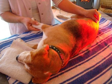 Physiotherapie f. Kleintiere Ingrid Heindl