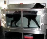 Hundephysiotherapie Ingolstadt