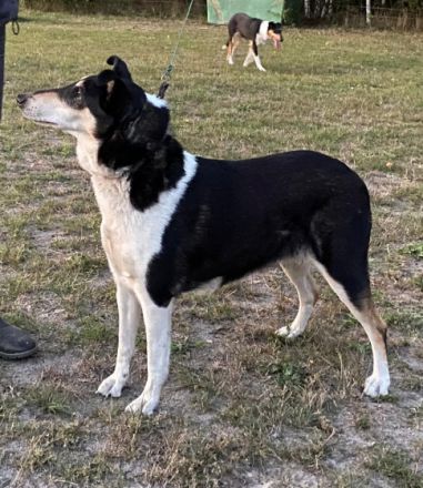 Royal Ramos vom Spreeidyll