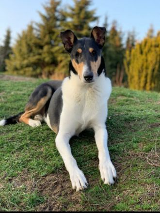 Royal Ramos vom Spreeidyll